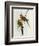 Platycercus Icterotis-John Gould-Framed Giclee Print