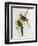 Platycercus Icterotis-John Gould-Framed Giclee Print