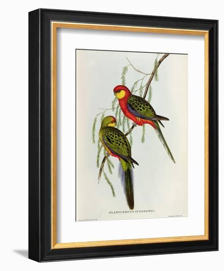 Platycercus Icterotis-John Gould-Framed Giclee Print