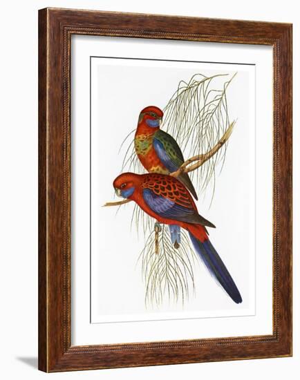 Platycercus Pennantii-Aaron Ashley-Framed Art Print