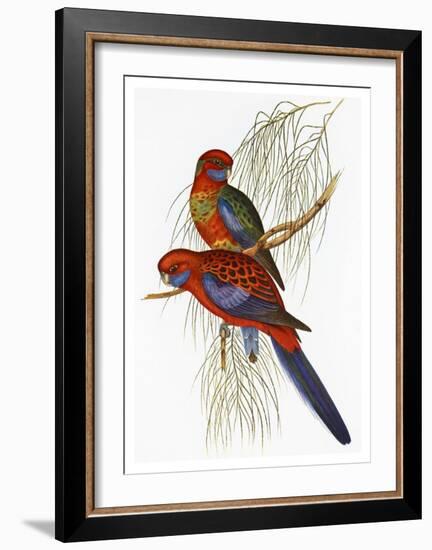 Platycercus Pennantii-Aaron Ashley-Framed Art Print