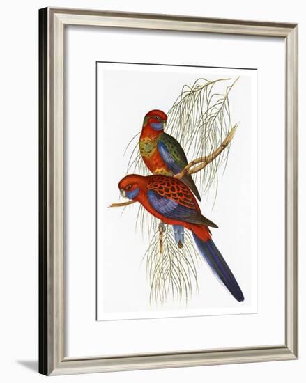 Platycercus Pennantii-Aaron Ashley-Framed Art Print