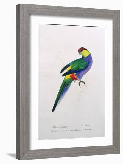 Platycercus Pileatus, Vig., C.1831-Edward Lear-Framed Giclee Print