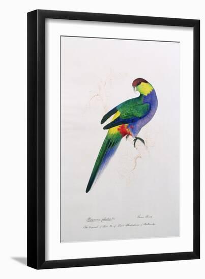 Platycercus Pileatus, Vig., C.1831-Edward Lear-Framed Giclee Print