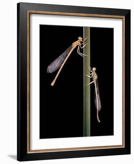 Platycnemis Pennipes (White-Legged Damselfly)-Paul Starosta-Framed Photographic Print