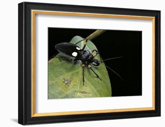 Platymeris Biguttatus (Assassin Bug)-Paul Starosta-Framed Photographic Print