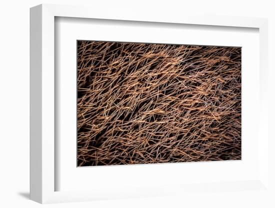 Platypus male, close up of mid portion of tail, Australia-Doug Gimesy-Framed Photographic Print