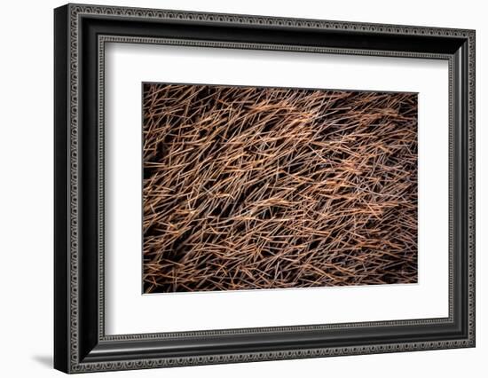 Platypus male, close up of mid portion of tail, Australia-Doug Gimesy-Framed Photographic Print