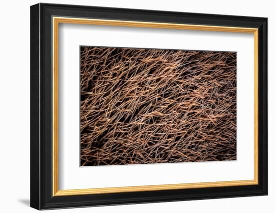 Platypus male, close up of mid portion of tail, Australia-Doug Gimesy-Framed Photographic Print