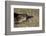 Platypus (Ornithorhynchus Anatinus) Tasmania-Dave Watts-Framed Photographic Print