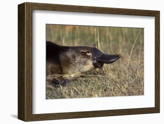 Platypus (Ornithorhynchus Anatinus) Tasmania-Dave Watts-Framed Photographic Print