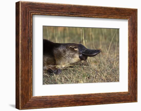 Platypus (Ornithorhynchus Anatinus) Tasmania-Dave Watts-Framed Photographic Print