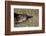 Platypus (Ornithorhynchus Anatinus) Tasmania-Dave Watts-Framed Photographic Print