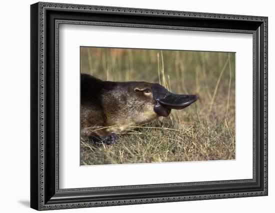 Platypus (Ornithorhynchus Anatinus) Tasmania-Dave Watts-Framed Photographic Print