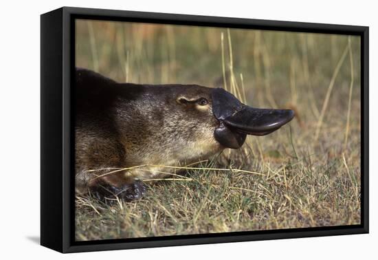 Platypus (Ornithorhynchus Anatinus) Tasmania-Dave Watts-Framed Premier Image Canvas