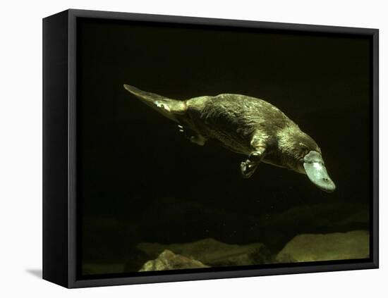 Platypus Underwater-null-Framed Premier Image Canvas