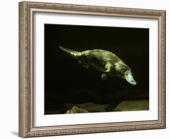 Platypus Underwater-null-Framed Photographic Print