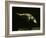 Platypus Underwater-null-Framed Photographic Print