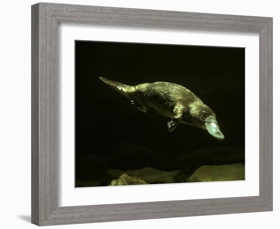 Platypus Underwater-null-Framed Photographic Print