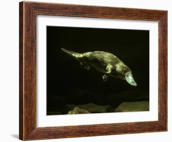 Platypus Underwater-null-Framed Photographic Print