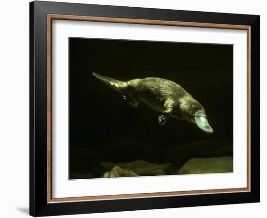 Platypus Underwater-null-Framed Photographic Print