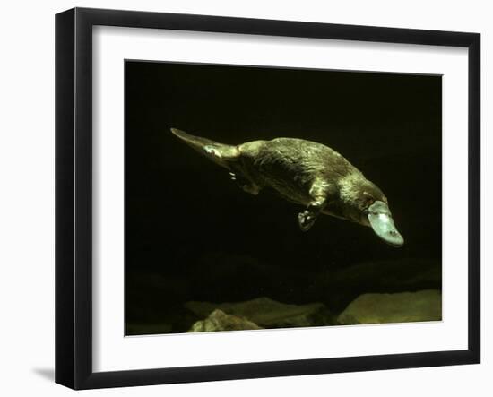 Platypus Underwater-null-Framed Photographic Print