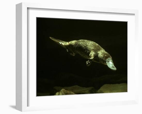 Platypus Underwater-null-Framed Photographic Print