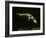 Platypus Underwater-null-Framed Photographic Print