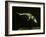 Platypus Underwater-null-Framed Photographic Print