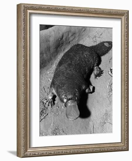 Platypus-null-Framed Photographic Print