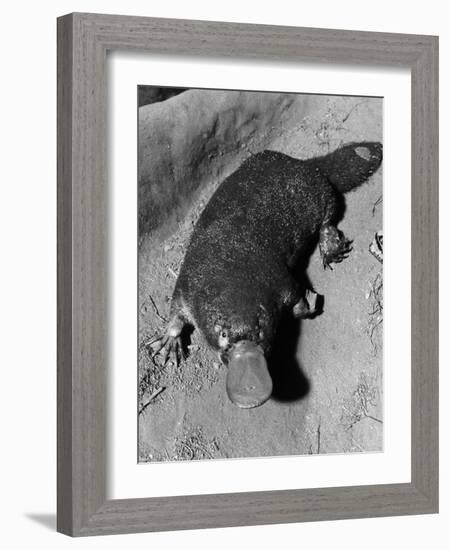 Platypus-null-Framed Photographic Print