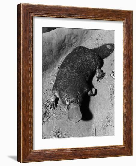 Platypus-null-Framed Photographic Print