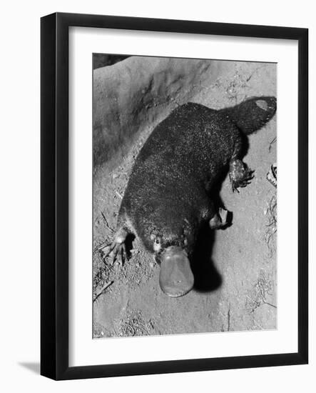 Platypus-null-Framed Photographic Print