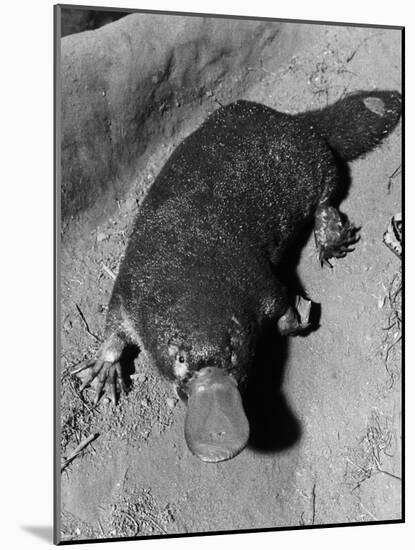 Platypus-null-Mounted Photographic Print