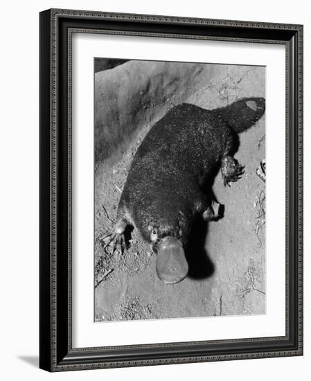 Platypus-null-Framed Photographic Print