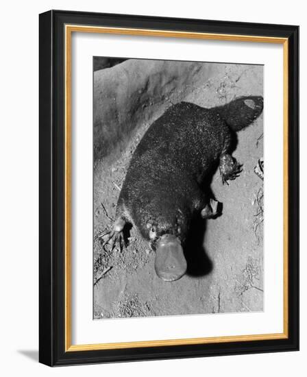 Platypus-null-Framed Photographic Print