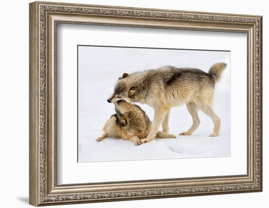 Play Date-Lisa Dearing-Framed Photographic Print