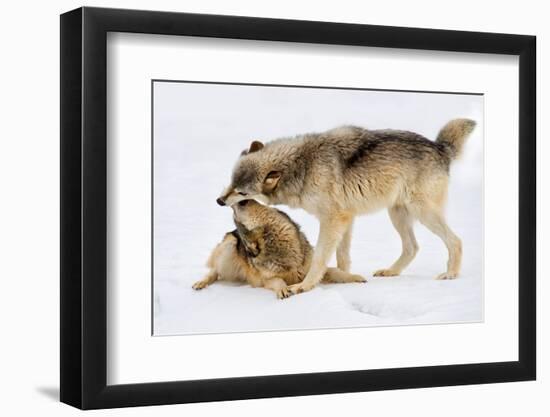 Play Date-Lisa Dearing-Framed Photographic Print