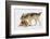 Play Date-Lisa Dearing-Framed Photographic Print