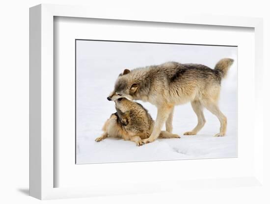 Play Date-Lisa Dearing-Framed Photographic Print