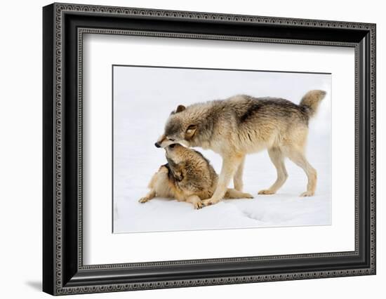 Play Date-Lisa Dearing-Framed Photographic Print