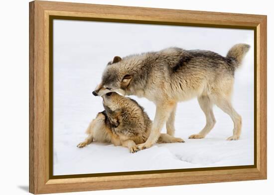 Play Date-Lisa Dearing-Framed Premier Image Canvas