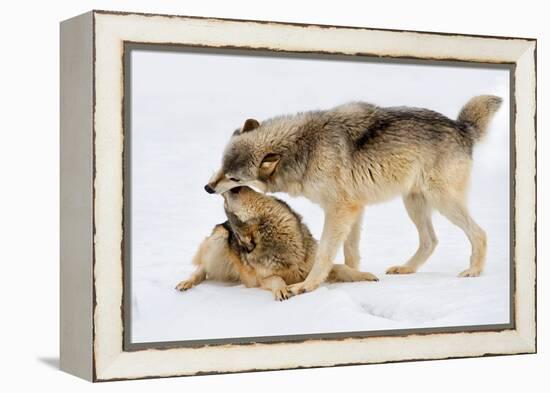 Play Date-Lisa Dearing-Framed Premier Image Canvas