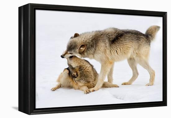 Play Date-Lisa Dearing-Framed Premier Image Canvas