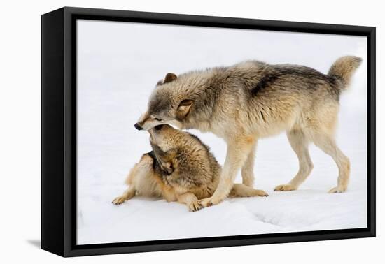 Play Date-Lisa Dearing-Framed Premier Image Canvas