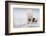 Play With Me-Alessandro Catta-Framed Photographic Print