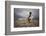 Play-Bragi Ingibergsson --Framed Photographic Print