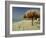 Playa Del Carmen, Caribbean Peninsula, Mexico, Central America-Robert Francis-Framed Photographic Print