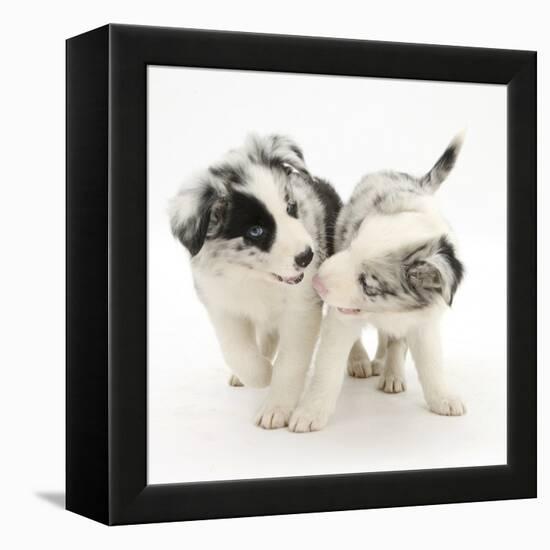 Playful Border Collie Puppies, 6 Weeks-Mark Taylor-Framed Premier Image Canvas