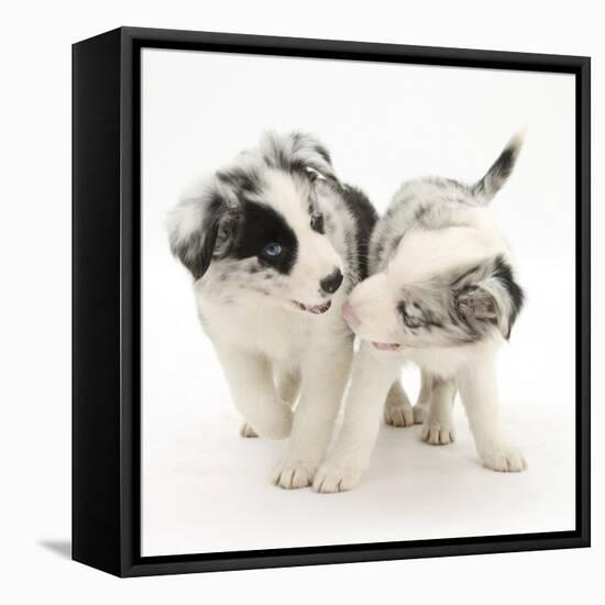 Playful Border Collie Puppies, 6 Weeks-Mark Taylor-Framed Premier Image Canvas